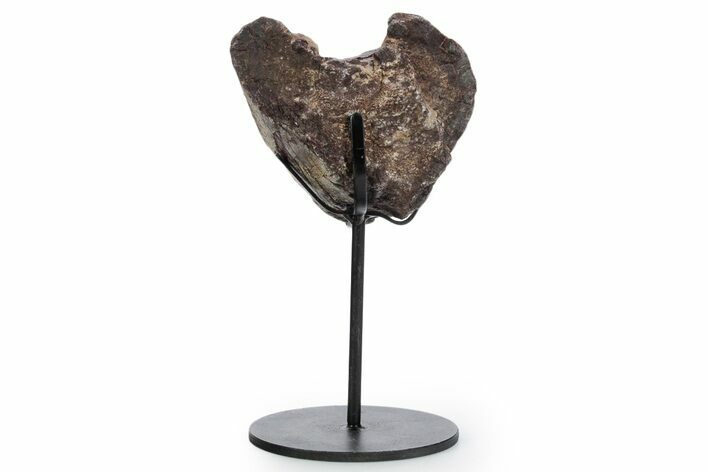 Fossil Theropod Limb Bone Section w/ Metal Stand - Colorado #354300